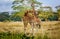 Giraffe couple cuddling with each other in Kenya, Africa