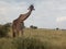 Giraffe cranes neck for a better look at photographer.