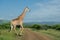 A giraffe crosses a dirt road on a sunny day in Umkhuze Game Reserve