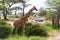 A giraffe crosses a path in the savannah