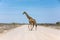 Giraffe crossing the dirt road