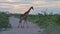 Giraffe crossing dirt road