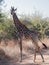 Giraffe crossing dirt road on South African Game Farm