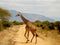 Giraffe crossing the road