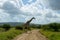 Giraffe crossing road in Kruger national park