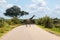 Giraffe crossing road in Kruger national park