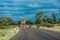 Giraffe crossing the road, Kruger National Park, South Africa