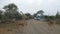 Giraffe crossing the road. Wildlife Safari in the Kruger National Park, major travel destination in South Africa