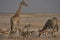 Giraffe at a crowded waterhole in Etosha National Park