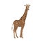 Giraffe, cub animal. Little giraffe with a long neck, tall African beast, vector character on a white background