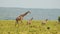 Giraffe and cute baby with mother walking together in African Wildlife in Maasai Mara National Reser