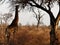 Giraffe at Dawn