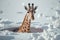 Giraffe in deep snow, only head and neck out of snow. Generative AI