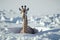 Giraffe in deep snow, only head and neck out of snow. Generative AI