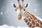 Giraffe in deep snow, only head and neck out of snow. Generative AI