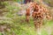 Giraffe among the dense tropical greenery, national park, wildli