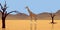 Giraffe in desert