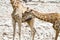 giraffe  deserts and nature in national parks