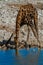 giraffe deserts and nature in national parks