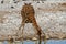 giraffe deserts and nature in national parks