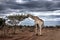 A giraffe in a dirt road against a dramatic sky