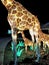 Giraffe display at Little Rock Zoo