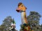 Giraffe doll in a children`s park