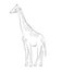 Giraffe Drawing Vector Illustration