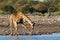 Giraffe drinking