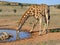 Giraffe drinking