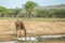 Giraffe drinking on hot day South Africa