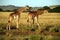 Giraffe Drinking (Kenya)