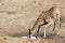 Giraffe drinking in a pond in Kruger National park