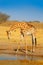 Giraffe drinking water from the lake, evening orange light, big animal in the nature habitat in Botswana, Africa. Big African anim