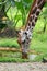 Giraffe drinking water from pond