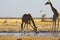 Giraffe drinking water at the waterhole