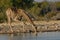 Giraffe drinking at waterhole in Etosha National Park, Namibia