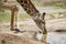 Giraffe drinking at watering hole.