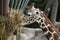 Giraffe Eating