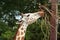 Giraffe Eating