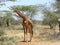 Giraffe eating Acacia Africa