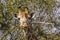 Giraffe eating acacia branches in kruger park