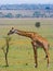 Giraffe is eating acacia savannah. Close-up. Kenya. Tanzania. East Africa.