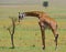 Giraffe is eating acacia savannah. Close-up. Kenya. Tanzania. East Africa.