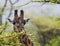 Giraffe is eating acacia savannah. Close-up. Kenya. Tanzania. East Africa.