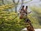 Giraffe is eating acacia savannah. Close-up. Kenya. Tanzania. East Africa.