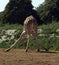 Giraffe Eating at Cotswold wildlife park