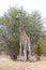 Giraffe eating flowers , Kruger, South Africa