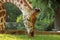 Giraffe eating grass