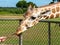 Giraffe eating grass at the Calauit Safari Park, Palawan